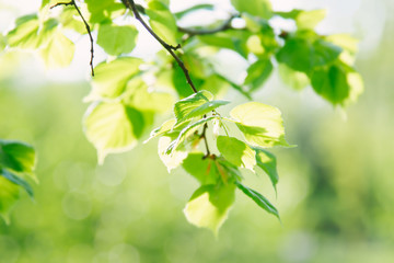 Beautiful green fresh leaves on tree. Nature leaf foliage background