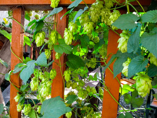 Lianas of Humulus with green leaves and seed cones (flowers) climb along the wooden fence....