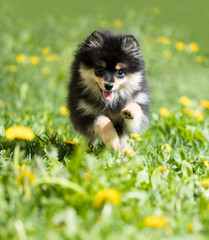 Pomeranian puppy and lilac flowers