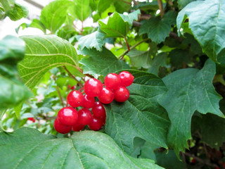 A bunch of red viburnum berries on a green foliage background. Bright beautiful natural background of the guelder-rose harvest