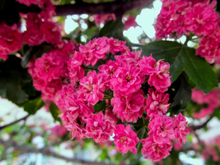 Fototapeta premium Amazing pink inflorescence of small double flowers of ornamental hawthorn. Beautiful floral blurred background with selective focus on tiny full florets of hawthorn 