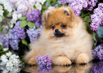 Pomeranian puppy and lilac flowers