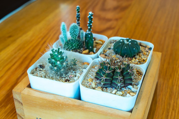 Small Cactus For decorative plant on wooden table.