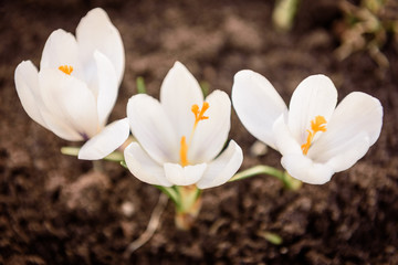 White crocuses growing on the ground in early spring close up. First spring flowers blooming in garden.