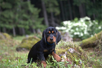 Alpenländische Dachsbracke Welpe © MEISTERFOTO