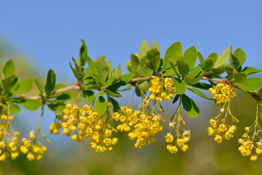 Bl&uuml;ten der Gew&ouml;hnlichen Berberitze