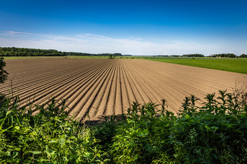 Organic farming in Holland