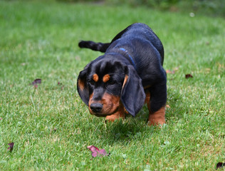 Alpenl&auml;ndische Dachsbracke Welpe