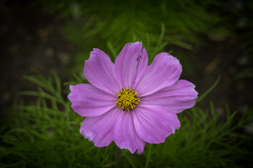 Fototapeta premium Natural flowers in garden