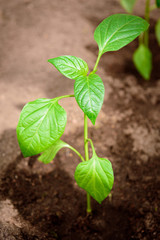 Peper seedling growing in soil. Early spring planting.