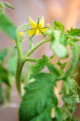 Green tomatoes growing on a branch in greenhouse.