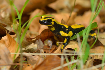 Feuersalamander auf dem Waldboden im Harz