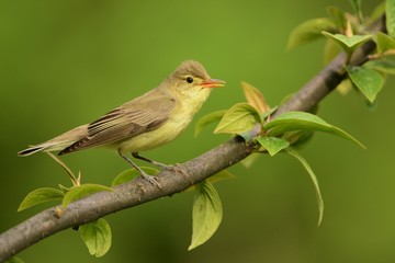 Icterine Warbler - Hippolais icterina sitting on the branch and singing his spring song with the green background