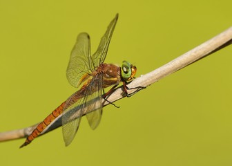 The green-eyed hawker (Aeshna isoceles) is a small hawker dragonfly. A red and orange dragonfly with big green eyes perched on a reed haulm with green background