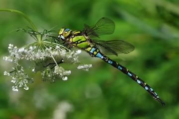 The southern hawker or blue hawker (Aeshna cyanea) perched on a white flower with green backround. Resting dragobfly