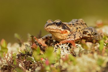 Grass Frog - Rana temporaria sitting on the grass