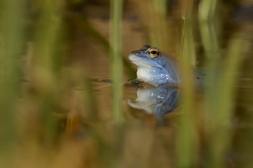 Moor Frog - Rana arvalis mating in the water in spring, blue frog