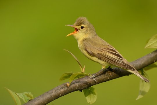 Icterine Warbler - Hippolais icterina sitting on the branch and singing his spring song with the green background