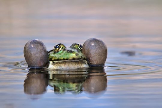 Edible Frog - Pelophylax (Rana) esculentus croaking in the water.