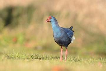 Purple Swamphen (Porphyrio porphyrio) walking accross the meadow captured close up