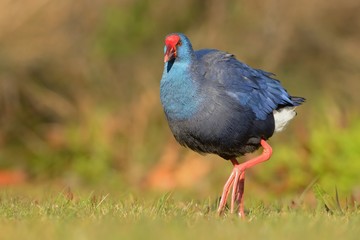 Purple Swamphen (Porphyrio porphyrio) walking accross the meadow captured close up