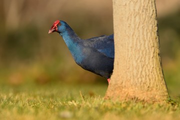 Purple Swamphen (Porphyrio porphyrio) walking accross the meadow captured close up