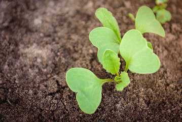 Seedling cabbage plant. Agriculture concept. Green sprouts growing from seed in soil