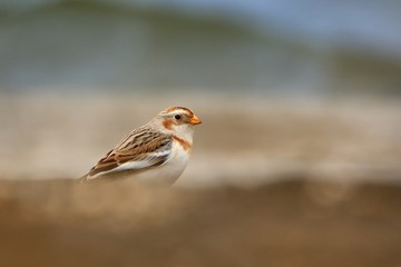 Snow Bunting (Plectrophenax nivalis) sitting on the ground in the tundra, Norway, Finland, Sweden.