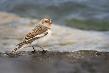 Snow Bunting (Plectrophenax nivalis) sitting on the seaside.