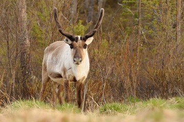 Reindeer - Rangifer tarandus on the north - Sweden, Norway, Finland, Russia