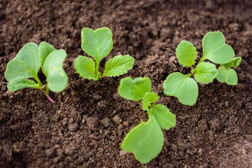 Seedling cabbage plant. Agriculture concept. Green sprouts growing from seed in soil