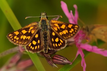 Carterocephalus palaemon - butterfly