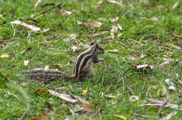 Indian squirrel on green grass