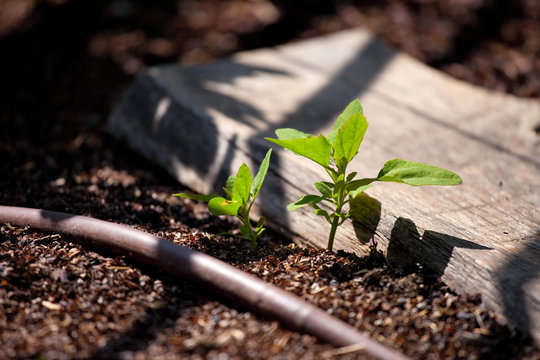 Plantation et arrosage au potager