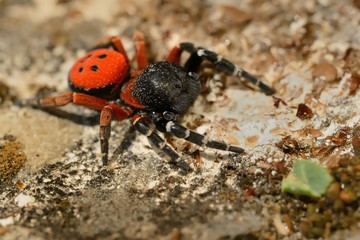 Spider Eresus moravicus - male searching female. Moravia, Czechia, Europe