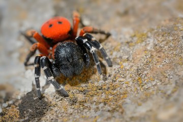 Spider Eresus moravicus - male searching female. Moravia, Czechia, Europe