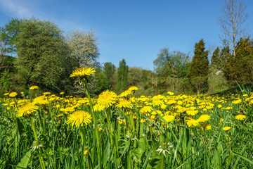 Spring feeling at a flowering Dandelions meadow
