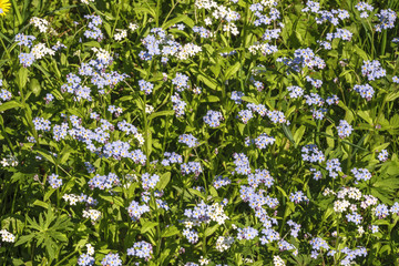 Forget me not flowers in a meadow