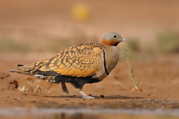 The male of Black-bellied Sandgrouse (Pterocles orientalis) sitting next to the desert pool to drink water from the pool in the desert oasis