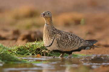 The male of Black-bellied Sandgrouse (Pterocles orientalis) sitting next to the desert pool to drink water from the pool in the desert oasis