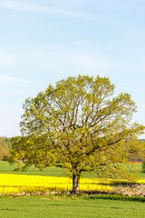 Obraz premium Old single tree in a field