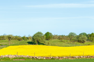 Country landscape view with flowering rapeseed