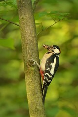 Great Spotted Woodpecker (Dentrocopus major) feeding the little one. Woodpecker at itÂ´s nest in the forest