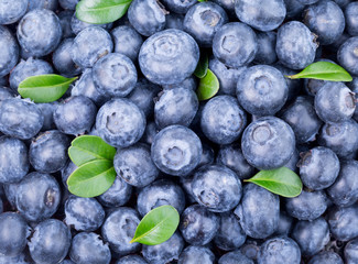 Freshly picked blueberries background