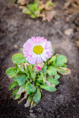 Single white and pink flower marguerite or daisy blooming in ground.