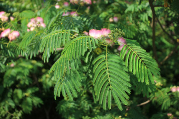 Image of cute fluffy blooming pink flower. Albizia julibrissin. Persian silk tree, pink silk tree. Amazing bright Tropical flowers