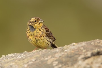 Young Cirl Bunting - Emberiza cirlus sitting on the rock