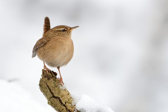 Eurasian Wren (Troglodytes troglodytes) standing on the branch with snow. Winter picture with cute little bird on the snow