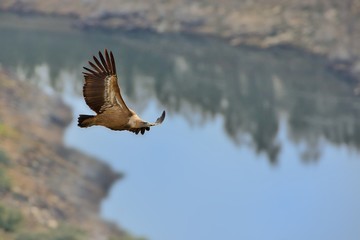 Eurasian Griffon (Gyps fulvus) captured in flight. Vulture flying above the olive plantation in Spain