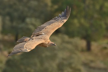 Eurasian Griffon (Gyps fulvus) captured in flight. Vulture flying above the olive plantation in Spain